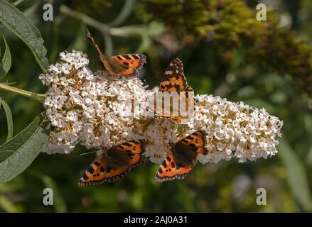 Weiß Sommerflieder, mit Massen von Schmetterlingen auf: kleine Schildpatt, Nymphalis urticae und Painted Lady, Vanessa cardui. Stockfoto
