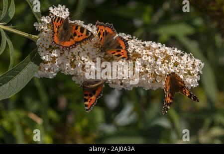 Weiß Sommerflieder, mit Massen von Schmetterlingen auf: kleine Schildpatt, Nymphalis urticae und Painted Lady, Vanessa cardui. Stockfoto