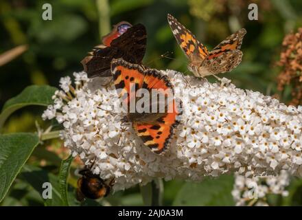 Weiß Sommerflieder, mit Massen von Schmetterlingen auf: Kleiner Fuchs, Pfau, und Painted Lady. Stockfoto