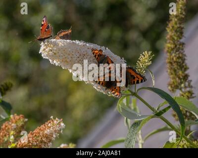 Weiß Sommerflieder, mit Massen von Schmetterlingen auf: kleine Schildpatt, Nymphalis urticae und Peacock, Nymphalis io. Stockfoto