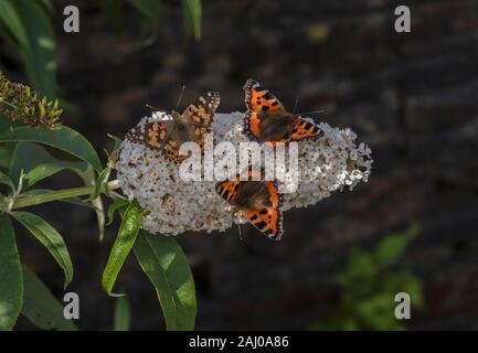 Weiß Sommerflieder, mit Massen von Schmetterlingen auf: kleine Schildpatt, Nymphalis urticae und gemalten Dame. Stockfoto
