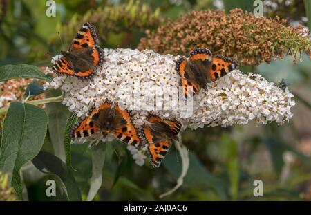 Weiß Sommerflieder, mit Massen von Schmetterlingen auf: kleine Schildpatt, Nymphalis urticae. Stockfoto