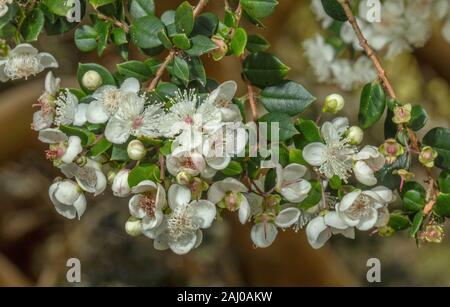 Chilenische Myrte, Luma apiculata, in Blüte. Weit verbreitet in Gärten angebaut. Stockfoto