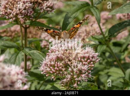 Painted Lady, Vanessa cardui Fütterung auf Hanf Agrimony, South Devon. Stockfoto