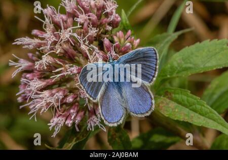 Gemeinsame blauer Schmetterling, Polyommatus Icarus, Fütterung auf Hanf Agrimony, South Devon. Stockfoto