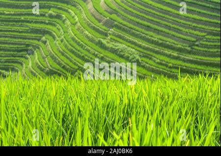 In der Nähe von grünen Reis pflanzen auf den Feldern der Longsheng Reisterrassen, Guangxi Provinz, China wächst Stockfoto