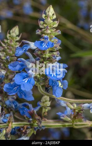 Bog Salbei Salvia uliginosa in Blume im Garten. Aus Südamerika. Stockfoto