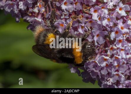 Buff-tailed Hummel, Bombus terrestris auf Butterfly Bush, davidii Sommerflieder, Devon. Stockfoto