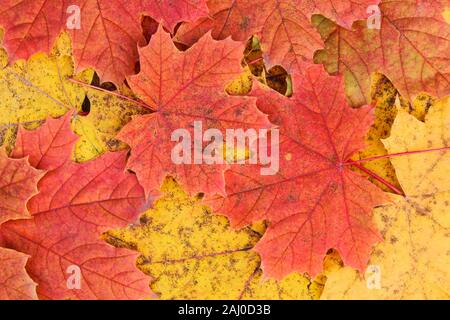 Mehrfarbige Herbst Ahorn Blätter als Hintergrund Stockfoto