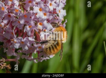 Schöne gingery Form gemeinsamen Carder Biene Bombus pascuorum, Braun - carder Biene gebändert, Besuch der Sommerflieder Blumen, South Devon. Stockfoto