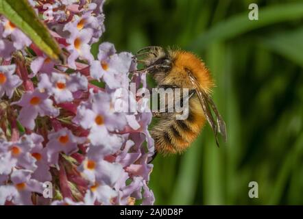 Schöne gingery Form gemeinsamen Carder Biene Bombus pascuorum, Braun - carder Biene gebändert, Besuch der Sommerflieder Blumen, South Devon. Stockfoto