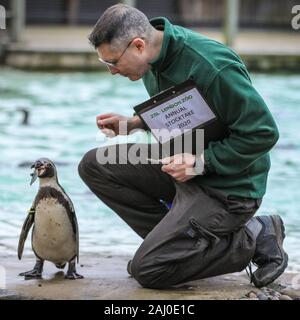 ZSL London Zoo, 2. Jan 2020. Keeper Martin zählt Kolonie der Zoo von neugierigen Humboldt Pinguine (Spheniscus Humboldti). Zoowärter im ZSL London Zoo sind bereit, die Tiere bei der jährlichen Inventur im Zoo zu zählen. Die Pflege von mehr als 500 verschiedenen Arten, ZSL London Zoo keepers erneut der anspruchsvollen Aufgabe, Auszählung jedes Säugetier-, Vogel-, Reptilien, Fische und Wirbellose im Zoo. Die jährliche Prüfung ist Voraussetzung für die Lizenz der Zoo Gesicht. Credit: Imageplotter/Alamy leben Nachrichten Stockfoto