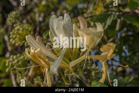 Gemeinsame Honeysuckle, Lonicera periclymenum in Blume in Devon Hecke, Spätsommer. Stockfoto