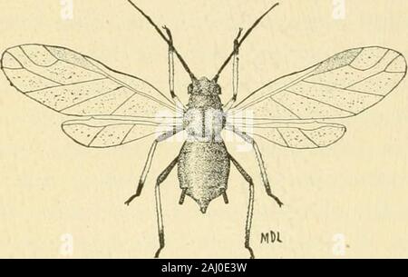 Handbuch der Gemüse - Garten Insekten. uld durch Anheben der Ernte von Erbsen vermieden werden fürdie Cannery früh in der Saison vor dem aphis reichlich wurde. Bei der ersten ernsten Ausbruch der Erbse aphis indiesem Land, Maschinen und Insektizide sprühen nicht aseffective wurden als diejenigen, die nun auf dem Markt und Spritzen experimentsat, Zeit gab, sehr unbefriedigenden Ergebnissen. Wurden Methoden, für die Vernichtung der Läuse durch mechanische Mittel entwickelt, die blattläuse von den Pflanzen zu Boden während der Hitze des Tages gebürstet wurden mit Kiefer Äste und eine Bodenfräse wasimmediately laufen zwischen Stockfoto