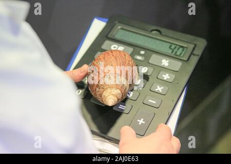 ZSL London Zoo, 2. Januar 2020. Keeper Craig Walker misst eine Riesenschnecke im afrikanischen Land. Zookeeper im ZSL London Zoo sind bereit, die Tiere bei der jährlichen Bestandsaufnahme des Zoos zu zählen. Die Tierpfleger des ZSL London Zoo kümmern sich um mehr als 500 verschiedene Arten und stehen wieder einmal vor der Herausforderung, jedes Säugetier, jeden Vogel, jedes Reptil, jeden Fisch und jedes Wirbellose im Zoo zu erfinden. Bild: Imageplotter/Alamy Live News Stockfoto