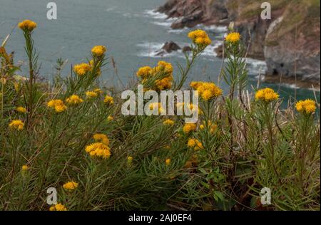 Goldlöckchen aster linosyris, Galatella, in der Blume auf den Kalkfelsen der Berry Head, South Devon. Sehr selten in Großbritannien. Stockfoto