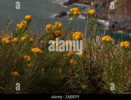 Goldlöckchen aster linosyris, Galatella, in der Blume auf den Kalkfelsen der Berry Head, South Devon. Sehr selten in Großbritannien. Stockfoto