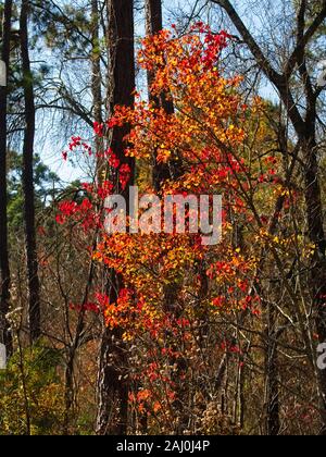 Conroe, TX USA - 11/15/2019 - Buntes Herbstlaub in Wäldern Stockfoto