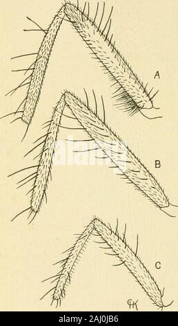 Handbuch der Gemüse - Garten Insekten. Alle Büschel von Borsten auf der Unterseite der Basisstation des hind Femur (Abb. 26^4). Noch hat man keine Zeichen, durch die thefemales können distin- kungen von theseed - Mais, Maden entdeckt. Thefemale Einlagen Ihr smallwhite Eier an der Unterseite der Pflanze, sorgfältig zwischen den tuckingthem thesoil und den Stiel. Manchmal sind die Eier attachedto die Stammzellen über Boden. Das Ei ist leicht über gVinch in Länge, längliche, grob gerundet und flattenedanteriorly behindand hingewiesen, in Farbe weisslich, längs Gerieft anddeeply Nut auf einer Seite. Stockfoto