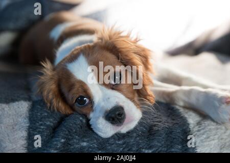 Porträt eines Welpen Cavalier King Charles Spaniel Stockfoto