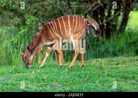 Buschbuckewe mit Todefohlen, das während der Geburt im Milwane Wildlife Sanctuary, Eswatini (Swasiland), starb Stockfoto