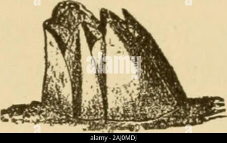 Das tierische Leben unserer Küste mit besonderem Bezug auf die New Jersey Küste und dem südlichen Ufer von Long Island. Balanus balanoides. Balanus eburneus. neus, Côte d'Ivoire barnacle, die Dis kann leicht sein - Aus dem Vorhergehenden durch seine glatte broadform und seine Shelly base tinguished. Es ist reichlich auf allkinds von schwimmenden oder versenkt Balkenwerk, und notrarely begleitet die Schalen der verschiedenen Krebstiere. Deutlich weniger häufig über unsere Küste gesehen ist thecoronated Acorn (Coronula diadema)^, deren Sitz ofhabitation ist die Haut der Wal, mit whichanimal führt er lange Reisen über das Meer. V. WORM Stockfoto