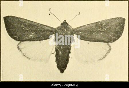 Handbuch der Gemüse - Garten Insekten.ru Caterpillar (X i). auffällige Farben oft attractattention aber die insectrarely injuriousexcept wird gelegentlich auf der Kabine - bage und Sellerie. Die ausgewachsenen Caterpillar ist ca. 2 cm in der Länge, schwarz, withbright gelbe Streifen auf jeder Seite der Karosserie (Abb. 17). Der Rücken zwischen den gelben Streifen ist übersät mit fineyellow Spots und der Raum zwischen den gelben Streifen auf der seitlichen wird durch feine leicht vernetztem gelbe Linien gekreuzt. Der Kopf, die Beine und die Unterseite des Körpers sind Dunkelrot. Die Raupen becomemature in etwa einem Monthand aus, und geben Sie dann den Grou Stockfoto