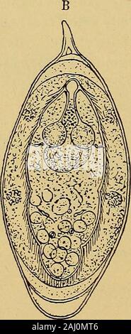 Diagnostische Methoden, chemische, bakteriologische und mikroskopischen: ein Lehrbuch für Studenten und Praktiker. Stockfoto