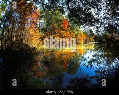 Conroe, TX USA - 11/15/2019 - Herbst Bunte Bäume am See 3. Stockfoto