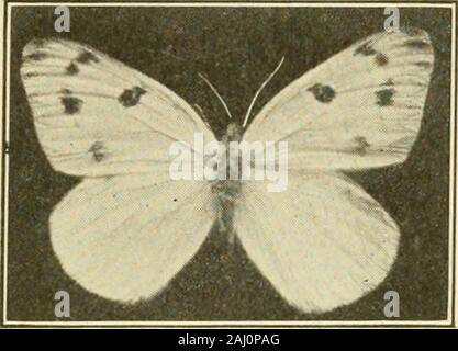 Handbuch der Gemüse - Garten Insekten. Für 1883, s. Casanova 13. Scudder, Schmetterlinge der östlichen US, 2, S. 1191-1204. 1889. Die südliche (Bba (; e ButterflyPontia protodice Boisduval und Le Conte dieser Kohl - Fütterung Caterpillar ist weit über die Vereinigten Staaten, sondern ist mehr gemeinsame Mittag, wo itoften schwerwiegende Schäden an Kulturpflanzen aus der Familie der Kreuzblütler verursacht. Wie in der thecase potherb Schmetterling, diese Sorte hat innumbers und Bedeutung zurückgegangen Seit der Einführung der Europeanrelative. Der Schmetterling ist als die karierte Weiße bekannt. Denboden Farbe der Flügel ist Weiß in der m Stockfoto