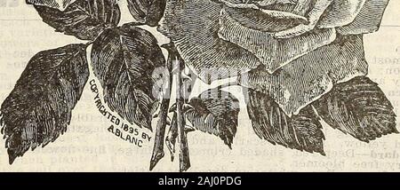 Hof und Garten jährliche: Frühjahr 1907. Edelrosen. American Beauty - sehr große und sehr wohlriechend, brillante Crim - Sohn; Gratis blühende Pflanze. Herzogin von Albany - eine charmante Rosen; Farbe einen klaren, satten Rosa. Helen Gould - ein charmantes Rose. Farbe Rosarot-Crimson. Blumen groß und perfekt verdoppeln. Kaiserin Augusta Victoria - eine gute Rose in der Bud und ein ebenso guter vollerblühten Rose. Die Knospe ist sehr groß und voll; Farbe rein, Snowy White: Eine ausgiebige und kontinuierliche Bloomer. La France - ein grosser Favorit. Blumen sehr groß; Farben ein tiefes Rosa. , Frau Abel Chatenay - ein Novum in der Rosen. Blume groß und voll; Petalen recu Stockfoto