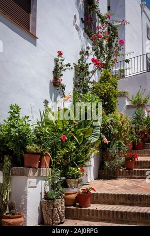 Genalgaucil, Andalusien, Spanien. Künstler Dorf in den Bergen, Topfpflanzen Linie Schritte im Dorf Stockfoto