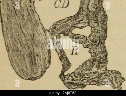 Patologia e terapia delle malattie delle Donne ad uso dei Medici pratici. OH [W. Stockfoto