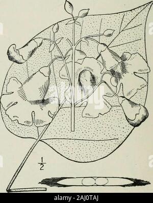 Eine Illustrierte Flora von der nördlichen USA, Kanada und die britischen Besitzungen: von Neufundland zu den Parallelen der südlichen Grenze von Virginia und vom Atlantik westwärts nach dem 102 Meridian. 2. Catalpa speciosa Warder. Catawba Baum. Größere indische Bean. Western Catalpa. Abb. 3886. Catalpa cordifolia Duham. Nouveau 2: Pi. 5.1802. Nicht Burt, i794-Catalpa speciosa Warder; Engelm. Keul. Bot.Gaz. 5: I 1880. Ein Baum mit dicken rauhen Rinde, erreichen Winkelschraubendreherum max Höhe von 120° und einem Durchmesser trunkof 4*°, ähnlich der vorhergehenden Arten. Leavesnot unangenehm duftende, bro Stockfoto