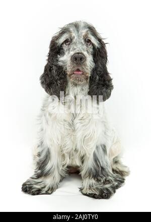Schwarz, Weiß & Grau Blau Roan Cocker Spaniel hund sitzen und Festlegung auf weißem Hintergrund Stockfoto