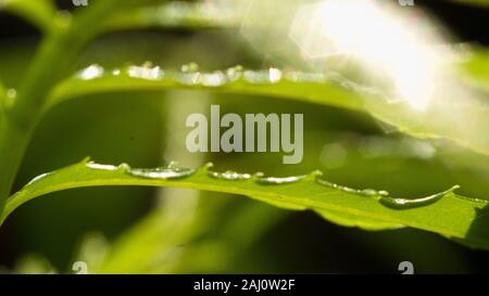 Das dichte Laub macht das Geheimnis in den wilden Wäldern aus. Die grünen Blätter haben Tau-Tropfen auf ihren Stielen, das Sonnenlicht glitzert hinter den Blättern Stockfoto