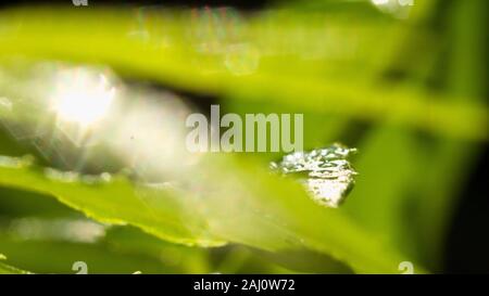 Das dichte Laub macht das Geheimnis in den wilden Wäldern aus. Die grünen Blätter haben Tau-Tropfen auf ihren Stielen, das Sonnenlicht glitzert hinter den Blättern Stockfoto