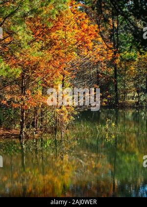 Conroe, TX USA - 11/15/2019 - Herbst Bunte Bäume am See 5. Stockfoto