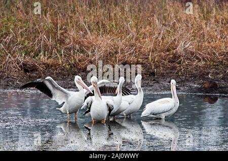 Feder TX USA-01--06-2016 - Fünf amerikanische Weiße Pelikane in einem Teich Stockfoto