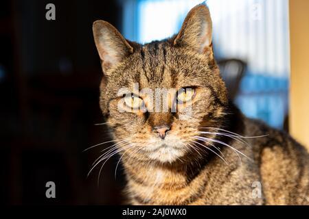 Senior cat an Kamera, verstopfte Nase und Auge Flüssigkeit auf der Suche Stockfoto