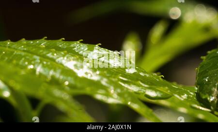 Das dichte Laub macht das Geheimnis in den wilden Wäldern aus. Die grünen Blätter haben Tau-Tropfen auf ihren Stielen, das Sonnenlicht glitzert hinter den Blättern Stockfoto