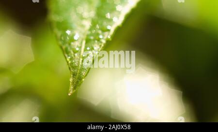 Das dichte Laub macht das Geheimnis in den wilden Wäldern aus. Die grünen Blätter haben Tau-Tropfen auf ihren Stielen, das Sonnenlicht glitzert hinter den Blättern Stockfoto