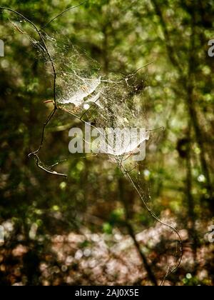 The Woodlands, TX USA - 04-02-2019 - Spinnennetz im Wald Stockfoto