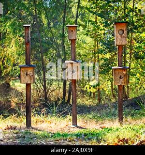 Conroe, TX USA - 11/15/2019 - Zwei Vogel und drei Bat Häuser im Wald Stockfoto