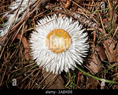 The Woodlands, TX USA - 04-02-2019 - weiße Blume in den Waldboden Stockfoto