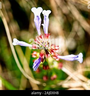 The Woodlands, TX USA - 04-02-2019 - wilde Blumen im Wald in Rot Stockfoto