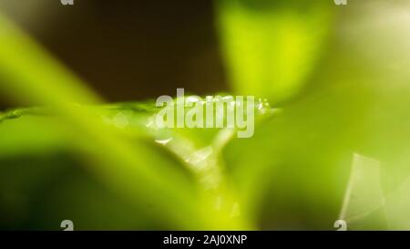 Das dichte Laub macht das Geheimnis in den wilden Wäldern aus. Die grünen Blätter haben Tau-Tropfen auf ihren Stielen, das Sonnenlicht glitzert hinter den Blättern Stockfoto