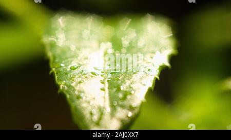 Das dichte Laub macht das Geheimnis in den wilden Wäldern aus. Die grünen Blätter haben Tau-Tropfen auf ihren Stielen, das Sonnenlicht glitzert hinter den Blättern Stockfoto