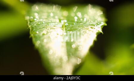 Das dichte Laub macht das Geheimnis in den wilden Wäldern aus. Die grünen Blätter haben Tau-Tropfen auf ihren Stielen, das Sonnenlicht glitzert hinter den Blättern Stockfoto