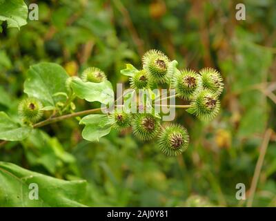 Fertig Blumen und grüne Blätter von Klette, Arctium, im Spätsommer in North Yorkshire, England Stockfoto